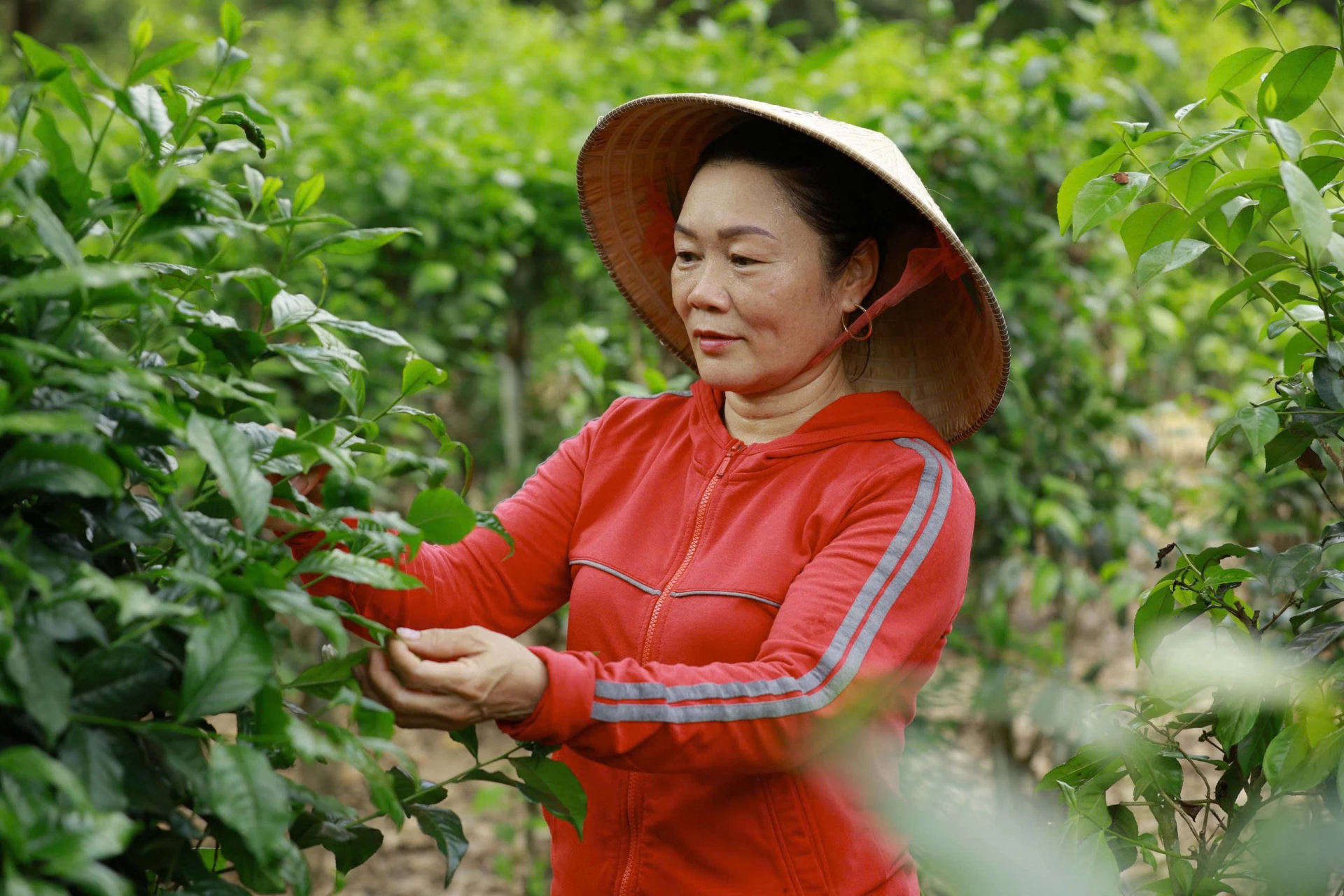 Bà Ngô Thị Thu, chủ vườn chè ở thôn Tây Chánh, Nam Hải Lăng - Ảnh: P.T.L