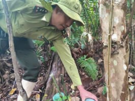 Thả 13 cá thể động vật hoang dã về môi trường tự nhiên