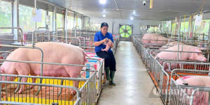 Học nghề gắn với việc làm nâng cao thu nhập