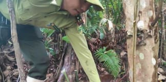 Giải cứu thành công 13 động vật hoang dã: Về rừng xanh an toàn! Thả 13 cá thể động vật hoang dã về môi trường tự nhiên