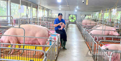 Học nghề gắn với việc làm nâng cao thu nhập