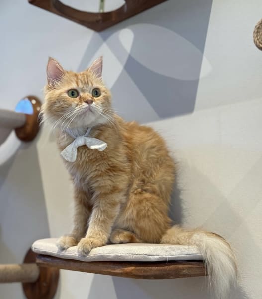 Heycat Coffee Shop 3