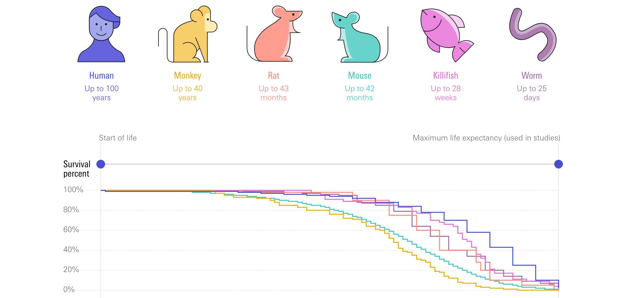 Visualisation as interface. Interface as visualisation.