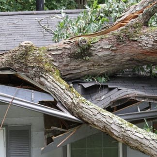 tree on house