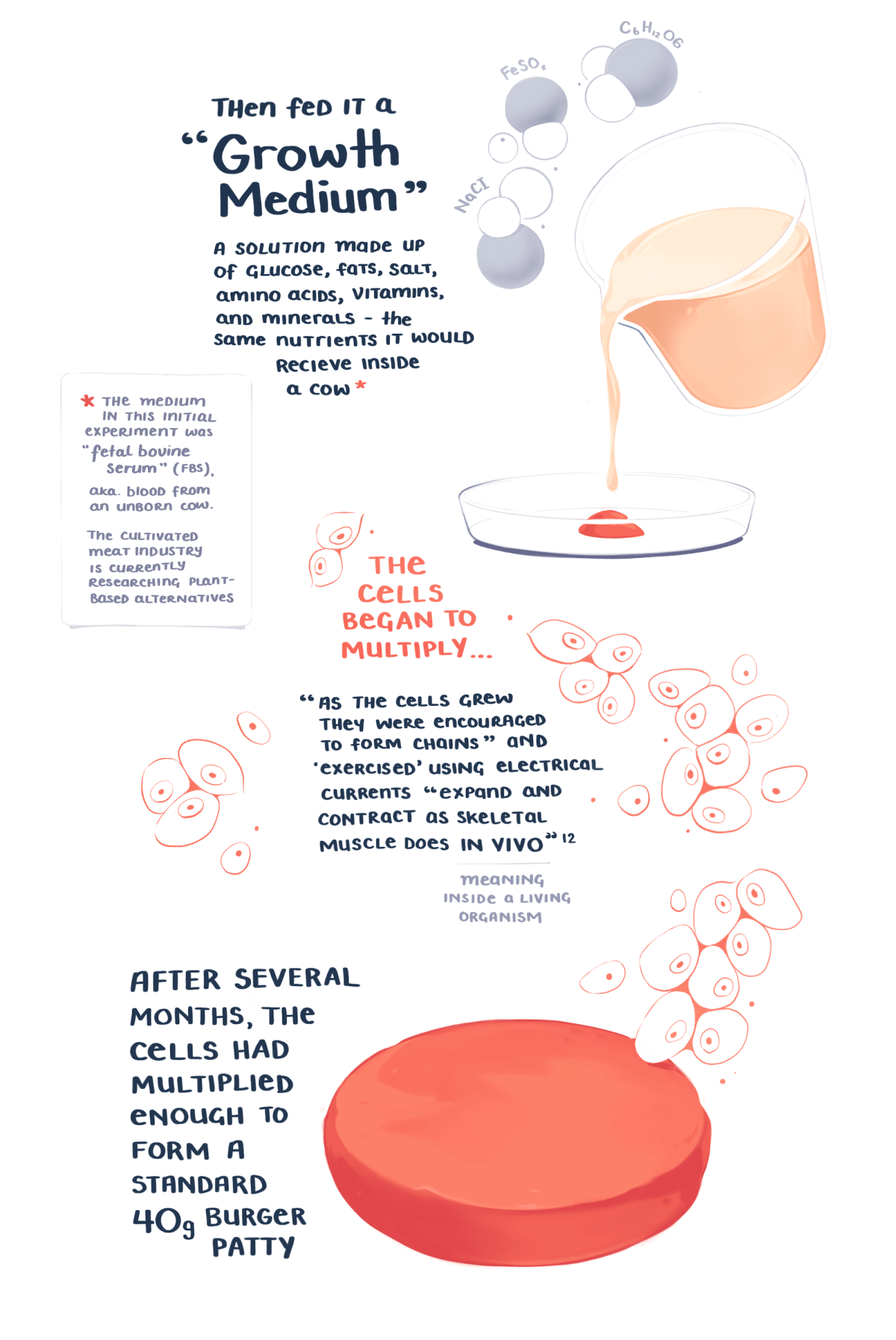 Then fed it a 'growth medium' – a solution made up of glucose, fats, salt,  amino acids, vitamins and minerals. The same nutrients it would receive inside a cow. After several months, the cells had multiplied enough to form a standard 40 gram burger patty.