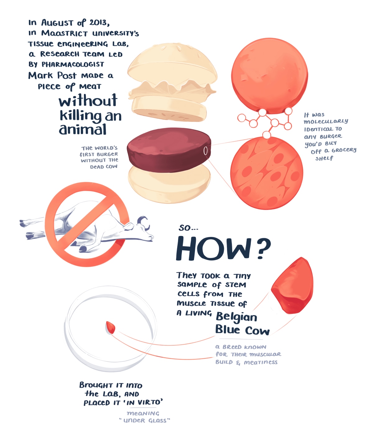 In august of 2013, a research team led by pharmacologist  mark post made a piece of meat without killing an animal. They took a tiny sample of stem cells from the muscle tissue of  a living belgian blue cow, brought it into the lab, and placed it 'in virto' meaning under glass.