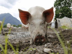 Зараза с новых территорий РФ не пройдёт? Азово-Черноморский Россельхознадзор проверит скотомогильники и маркировку мяса