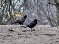 Погода в Таганроге 8 марта: стремительное потепление, без осадков и ветра