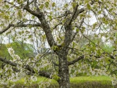 Как защитить плодовые деревья от калифорнийской щитовки