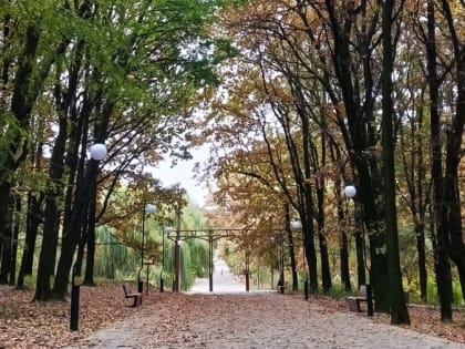 Экологи Таганрога бьют тревогу: в роще болеют дубы