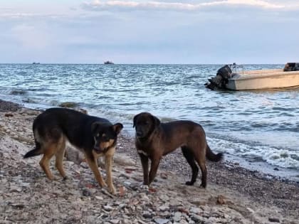Погода в Таганроге 25 мая: солнечно, без осадков, восточный ветер немного стихнет