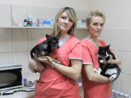 В Таганроге 26 декабря пройдет акция по льготной стерилизации животных