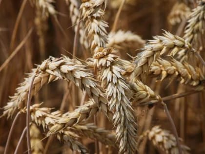 Bild: Россия будет поставлять зерно в африканские страны при посредничестве Турции и Катара