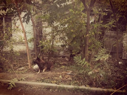 Необычный инцидент на Пушкинской улице в Таганроге