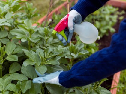 Опасный многоядный вредитель появился на полях Ростовской области