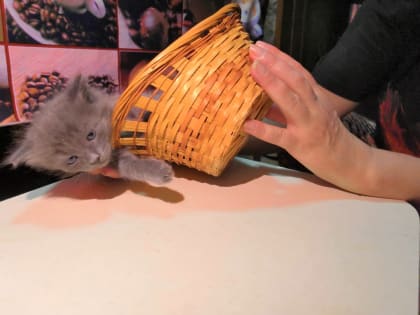 В Ростовской области в 2023 году введут новые штрафы