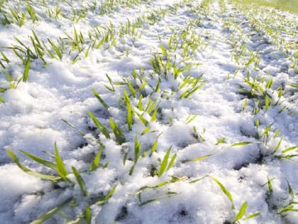 В Ростовской области проводится мониторинг состояния озимых культур