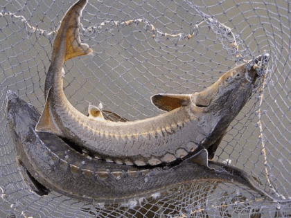 В Азовском море могут возобновить промысел русского осетра, хотя на сегодня он - в Красной книге