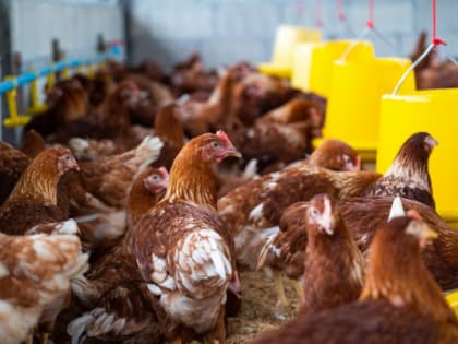 Под Таганрогом введен карантин из-за птичьего гриппа