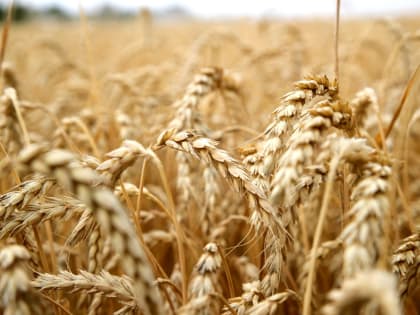 Продукцию аграриев Дона будет продвигать на экспорт федеральный центр