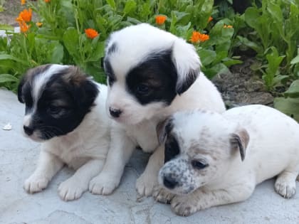 Милоты пост: щенки ищут добрых хозяев