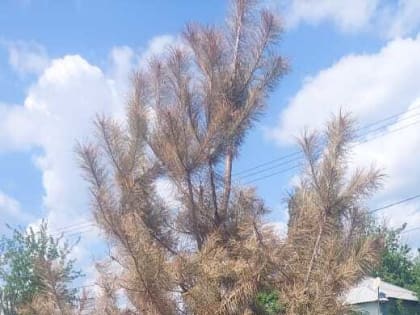 Убедительная просьба к руководству компании «Амилко» научить миллеровских чиновников не только азам благоустройства, но и озеленения