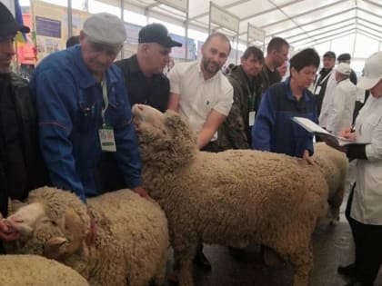 Спецприз и 19 медалей привезли овцеводы Дона со всероссийской выставки из Дагестана