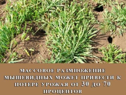 Что пожнем? Специалисты Константиновского района информируют о благополучной зимовки озимых и нашествии мышевидных