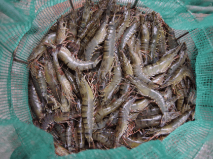 В Азовском море стремительно растёт улов креветок - прогноз на 2025 год