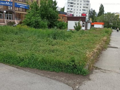 Дежурный по Волгодонску. Почему центр города утопает в траве