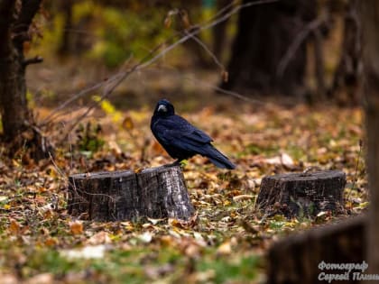 Погода в Таганроге: облачность и небольшой дождь