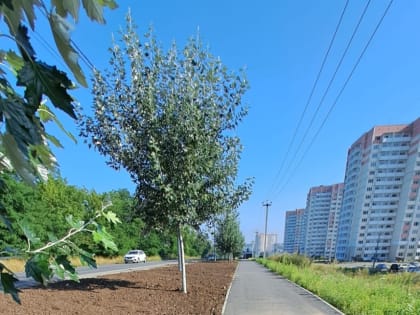 Новая аллея появилась в Ростове