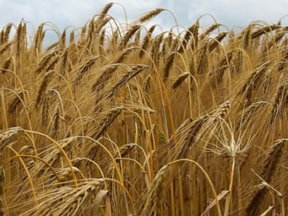 В Ростовской области валовой сбор ранних зерновых достиг 663 тыс. тонн