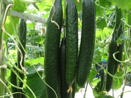 Эксперт ТПП объяснил, почему в Ростовской области подорожали огурцы