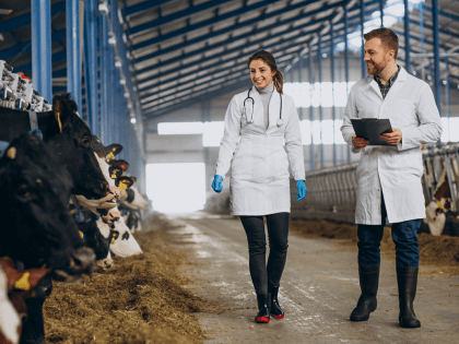 На треть дешевле: на Дону отметят Всемирный день стерилизации животных льготными операциями