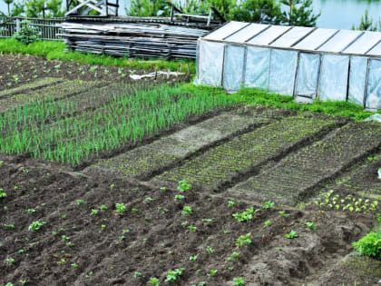 Улучшение структуры почвы в огороде