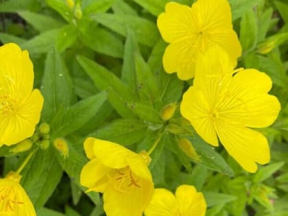 В Шахтах будет солнечно и знойно