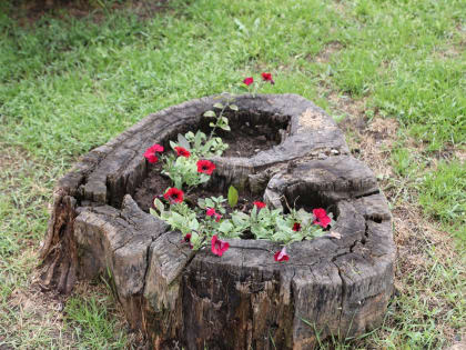 На улицах Таганрога высадят более 86 тысяч цветов