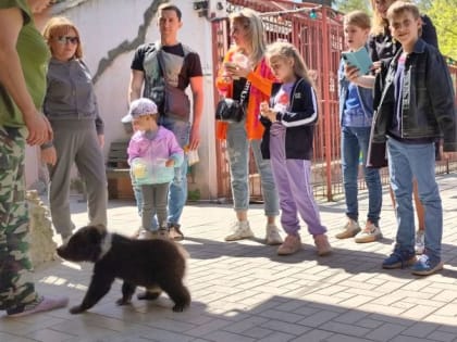 В Таганроге медвежонка Матвейку представили посетителям Живого уголка