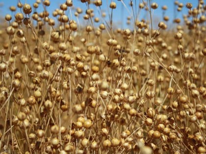 На очереди — лен: в Целинском районе идет очередной этап уборочных работ