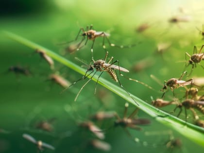 Жителям Таганрога рассказали, как бороться с комарами