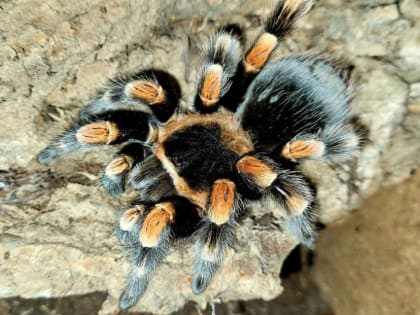 Таганрожцев приглашают побывать на «Планете пауков»