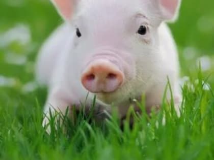 АЧС среди домашних свиней