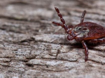 В Ростовской области с начала года зарегистрировано пять обращений граждан в медучреждения после укусов клещей