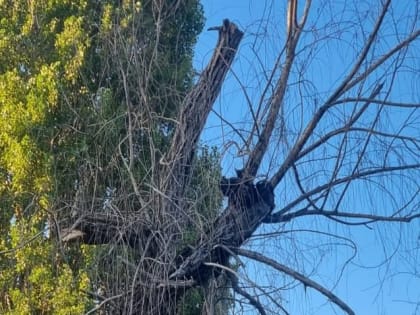 Опасное дерево в Таганроге: жители требуют его удаления