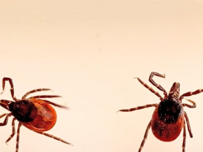 Пики активности, переносимые заболевания и профилактика укусов. Рассказываем все, что нужно знать о клещах