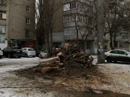 На улицах Таганрога продолжается обрезка деревьев