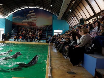 Ирина Жукова: Общение с дельфинами – это терапия для детей с ОВЗ