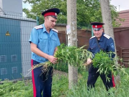 В Таганроге прошел рейд по уничтожению дикорастущей конопли
