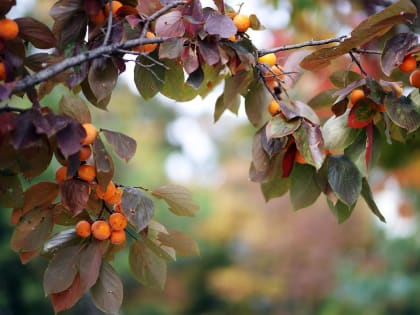 Японская восковая ложнощитовка